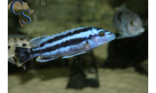 Melanochromis kaskazini